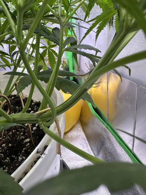 RQS Royal Dwarf Auto (1st grow). Week 6 - Tag 38