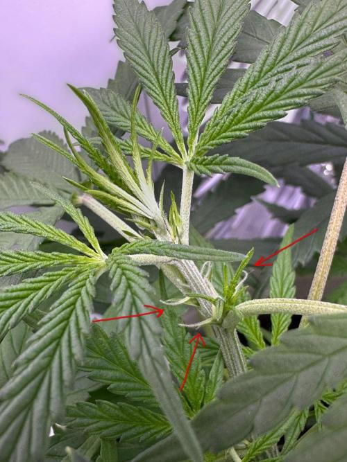 RQS Royal Dwarf Auto (1st grow). Week 6 - Tag 38 - der Beginn der Blüte