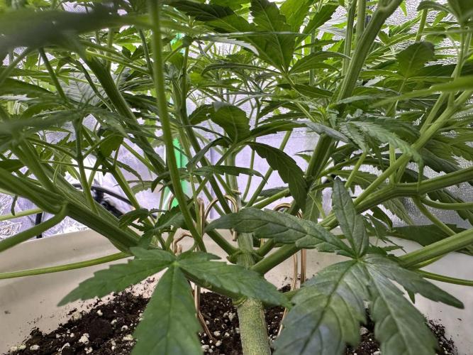 RQS Royal Dwarf Auto (1st grow). Week 6 - Tag 39