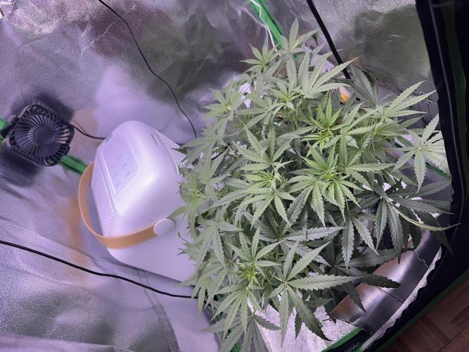 RQS Royal Dwarf Auto (1st grow). Week 6 - Tag 39