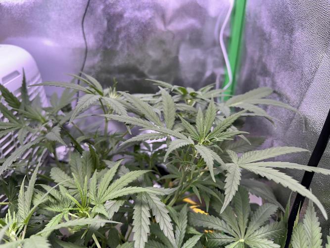 RQS Royal Dwarf Auto (1st grow). Week 6 - Tag 40