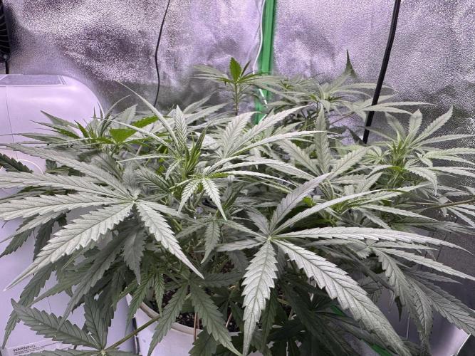 RQS Royal Dwarf Auto (1st grow). Week 6 - Tag 42