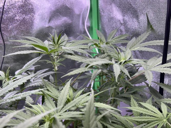 RQS Royal Dwarf Auto (1st grow). Week 6 - Tag 40