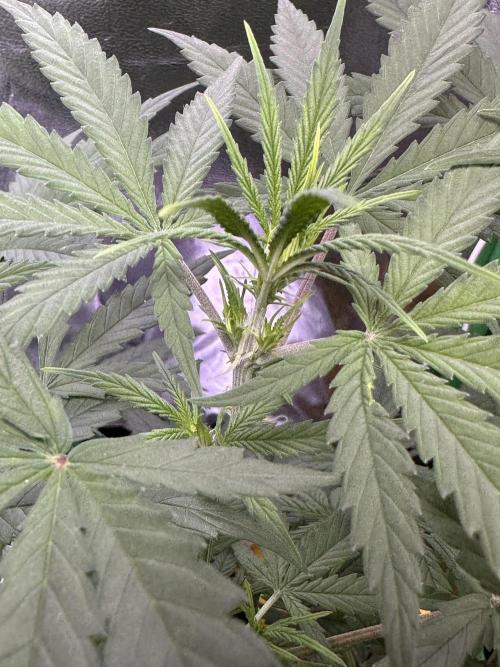 RQS Royal Dwarf Auto (1st grow). Week 6 - Tag 40