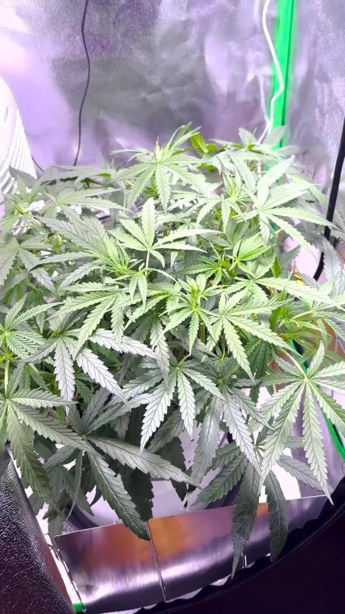 RQS Royal Dwarf Auto (1st grow)