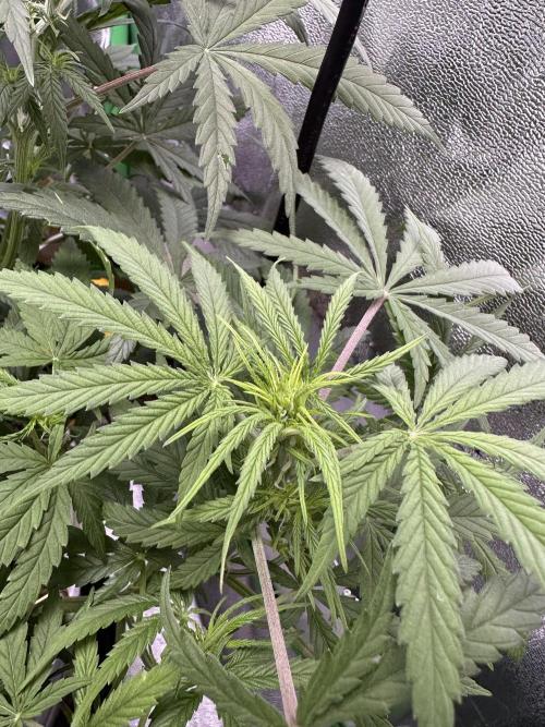 RQS Royal Dwarf Auto (1st grow). Week 7 - Tag 43