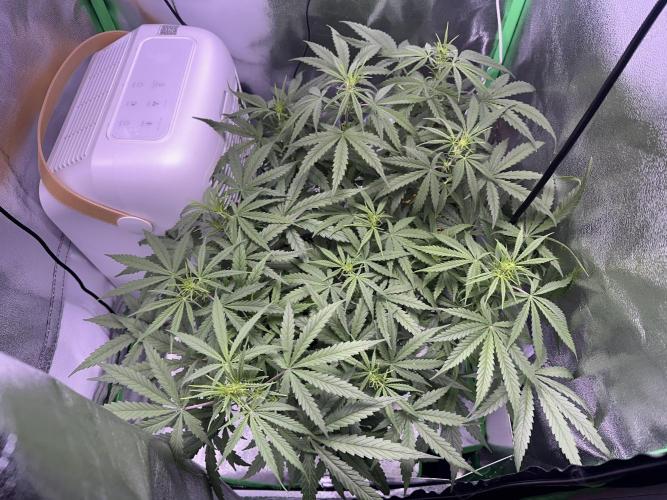 RQS Royal Dwarf Auto (1st grow). Week 7 - Tag 44