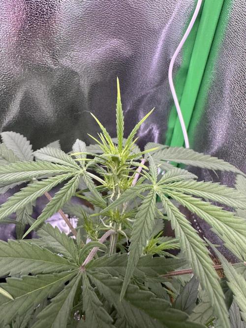 RQS Royal Dwarf Auto (1st grow). Week 7 - Tag 44