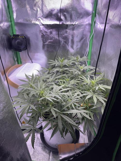 RQS Royal Dwarf Auto (1st grow). Week 7 - Tag 45