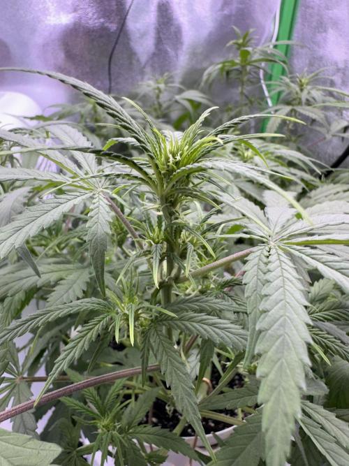 RQS Royal Dwarf Auto (1st grow). Week 7 - Tag 46