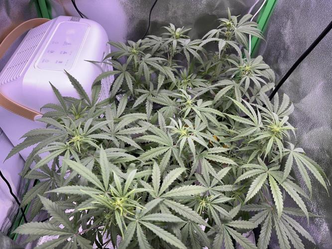 RQS Royal Dwarf Auto (1st grow). Week 7 - Tag 46