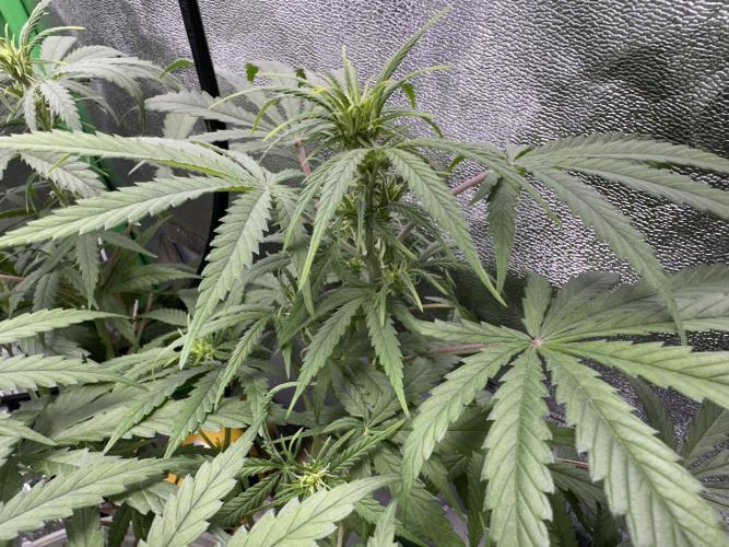 RQS Royal Dwarf Auto (1st grow). Week 7 - Tag 46