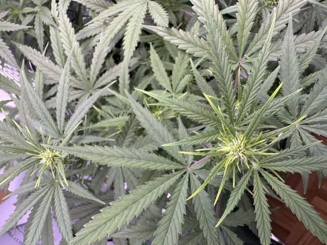 RQS Royal Dwarf Auto (1st grow). Week 7 - Tag 47