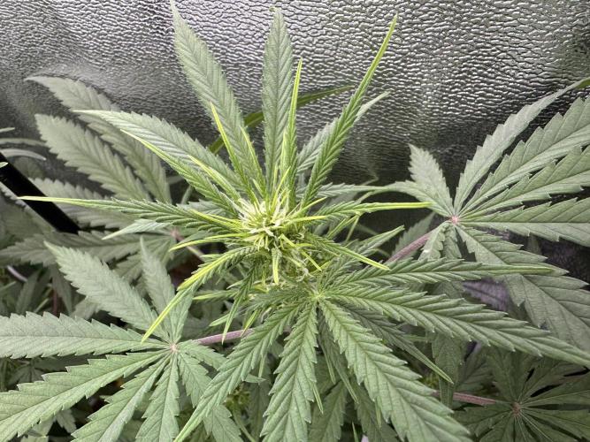 RQS Royal Dwarf Auto (1st grow). Week 7 - Tag 47