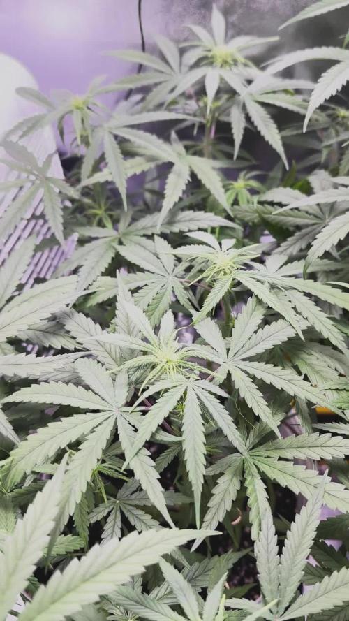 RQS Royal Dwarf Auto (1st grow)