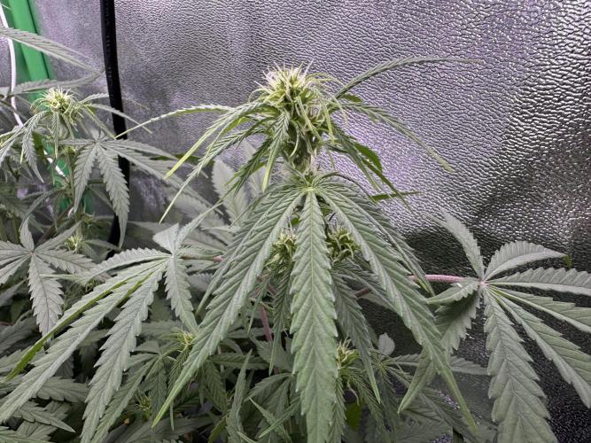 RQS Royal Dwarf Auto (1st grow). Week 7 - Tag 48