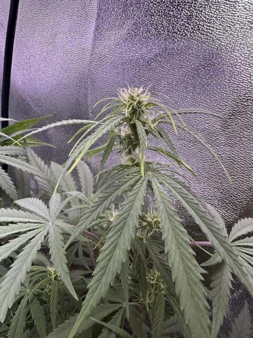 RQS Royal Dwarf Auto (1st grow). Week 7 - Tag 49