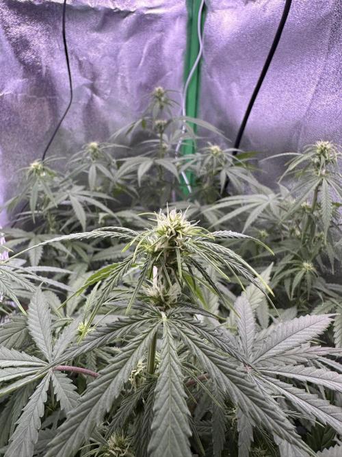 RQS Royal Dwarf Auto (1st grow). Week 7 - Tag 49