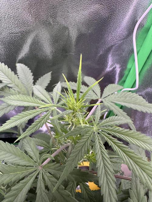 RQS Royal Dwarf Auto (1st grow). Week 7 - Tag 49