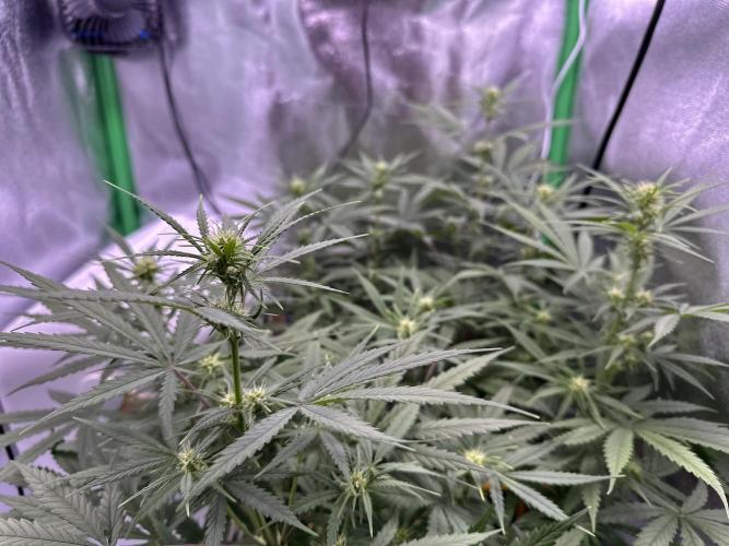 RQS Royal Dwarf Auto (1st grow). Week 8 - Tag 50