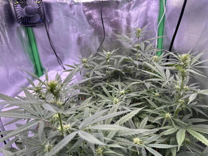 RQS Royal Dwarf Auto (1st grow). Week 8 - Tag 50