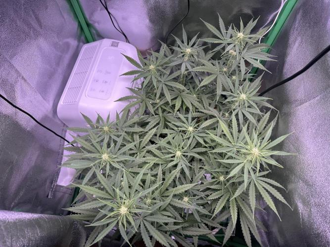 RQS Royal Dwarf Auto (1st grow). Week 8 - Tag 50