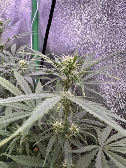 RQS Royal Dwarf Auto (1st grow). Week 8 - Tag 50