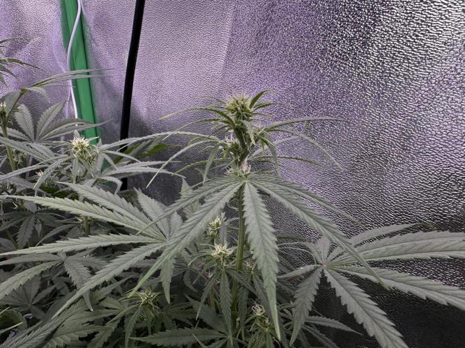 RQS Royal Dwarf Auto (1st grow). Week 8 - Tag 50