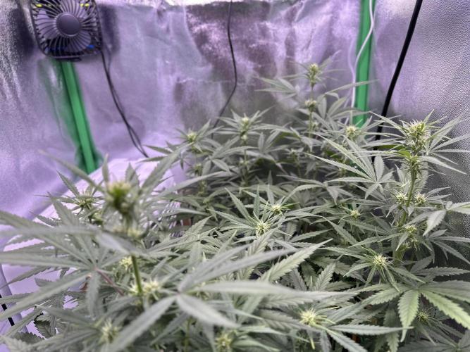 RQS Royal Dwarf Auto (1st grow). Week 8 - Tag 50