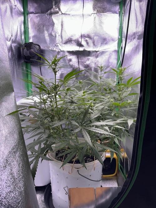 RQS Royal Dwarf Auto (1st grow). Week 8 - Tag 50