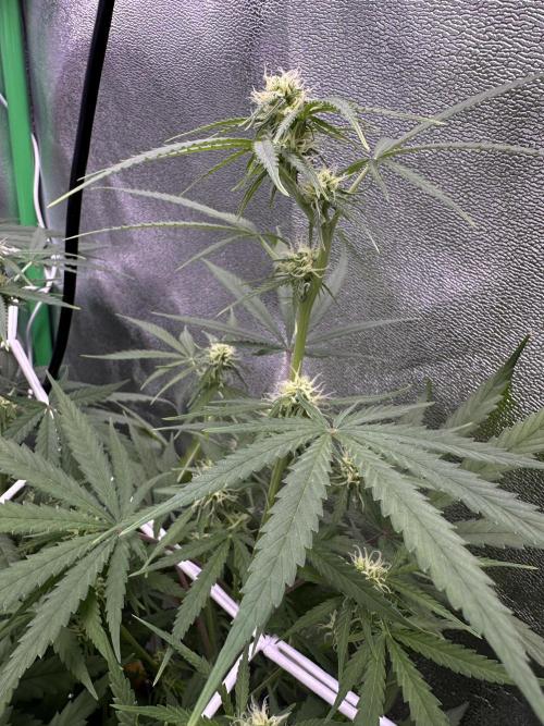 RQS Royal Dwarf Auto (1st grow). Week 8 - Tag 54