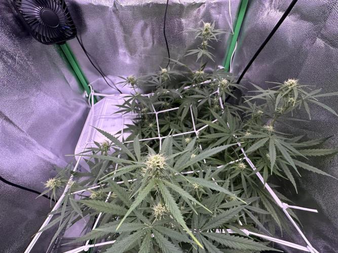 RQS Royal Dwarf Auto (1st grow). Week 8 - Tag 54