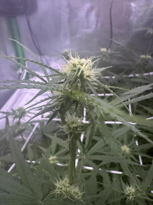 RQS Royal Dwarf Auto (1st grow). Week 8 - Tag 54