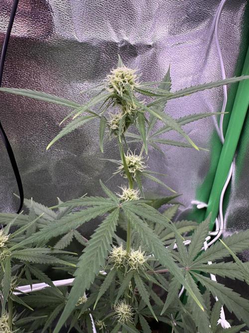 RQS Royal Dwarf Auto (1st grow). Week 8 - Tag 56