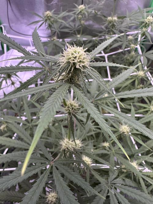 RQS Royal Dwarf Auto (1st grow). Week 8 - Tag 56