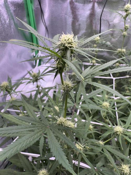 RQS Royal Dwarf Auto (1st grow). Week 9 - Tag 57