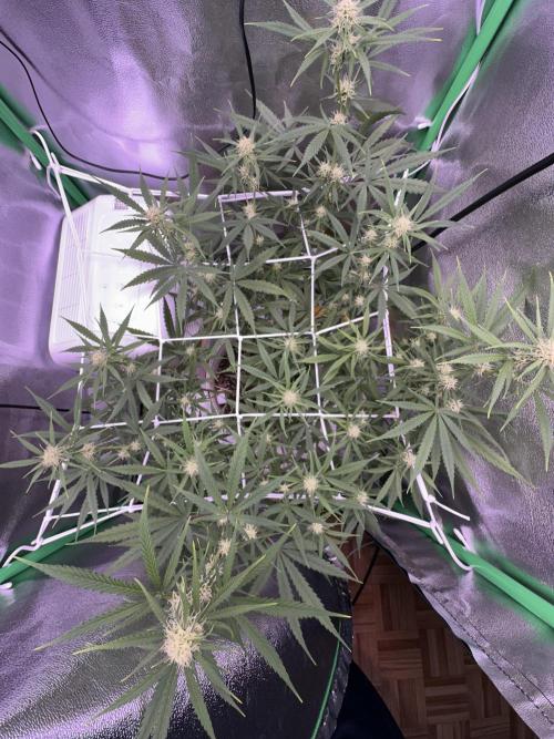 RQS Royal Dwarf Auto (1st grow). Week 9 - Tag 57