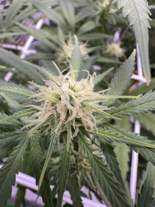 RQS Royal Dwarf Auto (1st grow). Week 9 - Tag 59