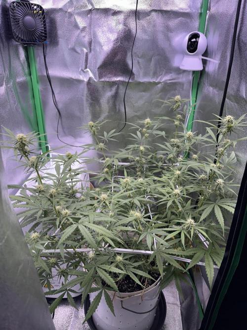 RQS Royal Dwarf Auto (1st grow). Week 9 - Tag 59