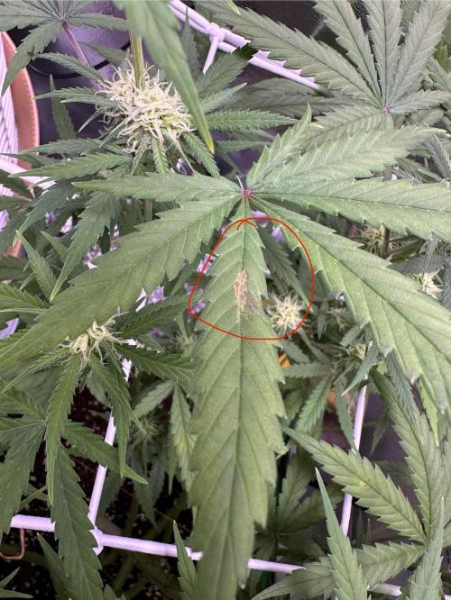 RQS Royal Dwarf Auto (1st grow). Week 9 - Tag 60 – Erste CalMag-Probleme