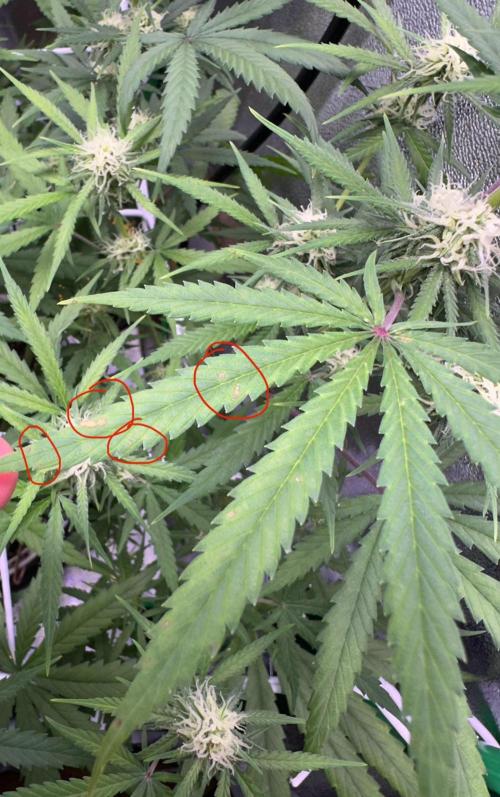 RQS Royal Dwarf Auto (1st grow). Week 9 - Tag 60