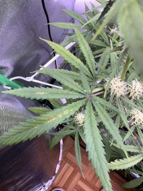 RQS Royal Dwarf Auto (1st grow). Week 9 - Tag 61