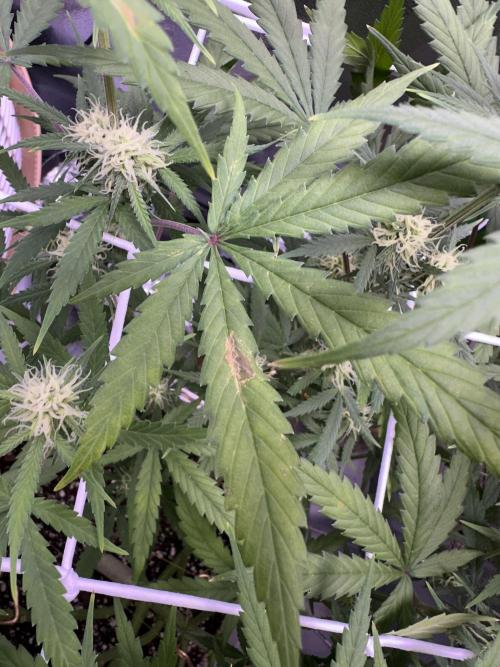 RQS Royal Dwarf Auto (1st grow). Week 9 - Tag 61