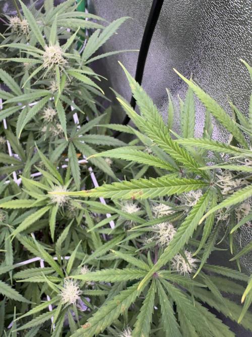 RQS Royal Dwarf Auto (1st grow). Week 9 - Tag 61
