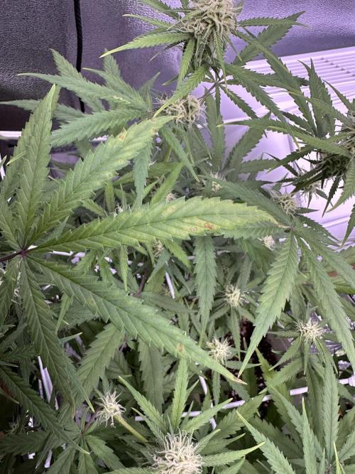 RQS Royal Dwarf Auto (1st grow). Week 9 - Tag 61