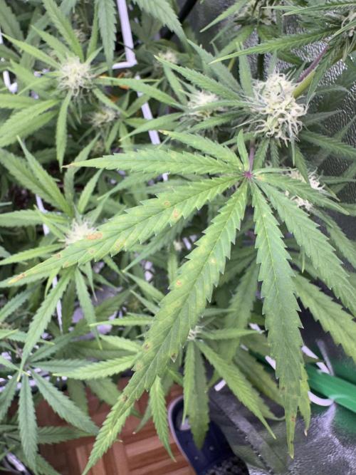 RQS Royal Dwarf Auto (1st grow). Week 9 - Tag 61