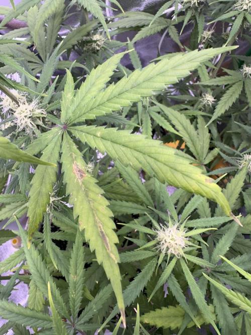 RQS Royal Dwarf Auto (1st grow). Week 9 - Tag 62