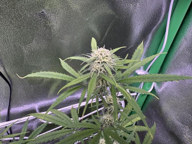 RQS Royal Dwarf Auto (1st grow). Week 9 - Tag 62