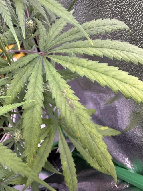 RQS Royal Dwarf Auto (1st grow). Week 9 - Tag 62