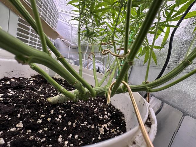 RQS Royal Dwarf Auto (1st grow). Week 9 - Tag 63 - Blick ins Innere des Busches, Ergebnis nach LST